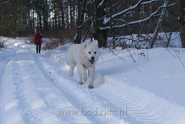 DSC08246 modified.jpg - Owczarek Podhalański - KUMOTER KARAT Badziar (17 miesięcy)